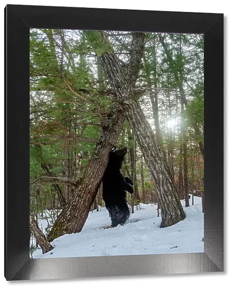 Asian black bear (Ursus thibetanus) scent marking tree by rubbing back on it, Land of the Leopard National Park, Russian Far East. Taken with remote camera. December