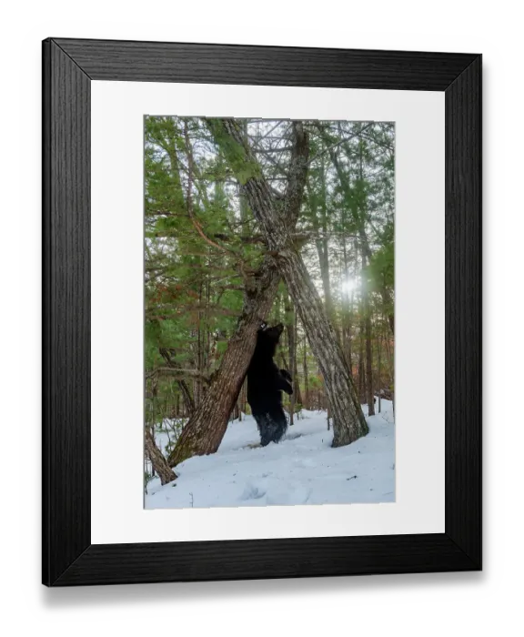 Framed Print : Asian black bear (Ursus thibetanus) scent marking tree by rubbing back on it, Land of the Leopard National Park, Russian Far East. Taken with remote camera. December Framed Print : Asian black bear (Ursus thibetanus) scent marking tree by rubbing back on it, Land of the Leopard National Park, Russian Far East. Taken with remote camera. December