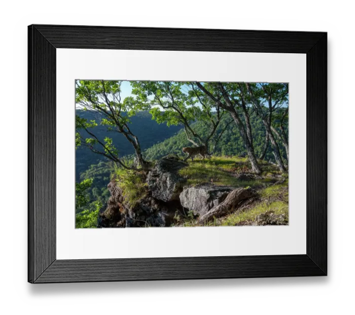 Framed Print : Amur leopard (Panthera pardus orientalis) walking on rocky outcrop overlooking forest, Land of the Leopard National Park, Russian Far East. Critically endangered. Taken with remote camera. September
