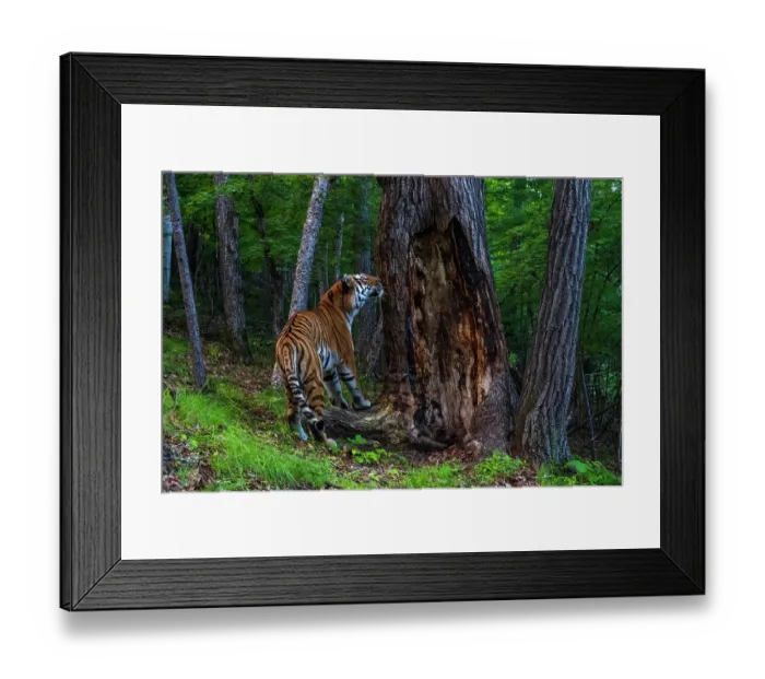 Framed Print : Siberian tiger (Panthera tigris altaica) smelling scent marked tree in forest, Land of the Leopard National Park, Russian Far East. Endangered. Taken with remote camera. August Framed Print : Siberian tiger (Panthera tigris altaica) smelling scent marked tree in forest, Land of the Leopard National Park, Russian Far East. Endangered. Taken with remote camera. August
