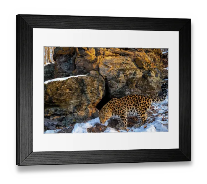 Framed Print : Amur leopard (Panthera pardus orientalis) smelling ground at entrance to cave in snowy forest, Land of the Leopard National Park, Russian Far East. Critically endangered. Taken with remote camera. January Framed Print : Amur leopard (Panthera pardus orientalis) smelling ground at entrance to cave in snowy forest, Land of the Leopard National Park, Russian Far East. Critically endangered. Taken with remote camera. January