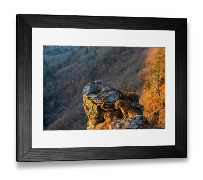 Framed Print : Amur leopard (Panthera pardus orientalis) sitting on rocky outcrop and overlooking forested valley at dawn, Land of the Leopard National Park, Russian Far East. Critically endangered. Taken with remote camera. October Framed Print : Amur leopard (Panthera pardus orientalis) sitting on rocky outcrop and overlooking forested valley at dawn, Land of the Leopard National Park, Russian Far East. Critically endangered. Taken with remote camera. October