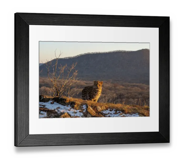 Framed Print : Amur leopard (Panthera pardus orientalis) cub standing on mountain slope with forest behind and snow melting at sunset, Land of the Leopard National Park, Russian Far East. Critically endangered. Taken with remote camera. December Framed Print : Amur leopard (Panthera pardus orientalis) cub standing on mountain slope with forest behind and snow melting at sunset, Land of the Leopard National Park, Russian Far East. Critically endangered. Taken with remote camera. December