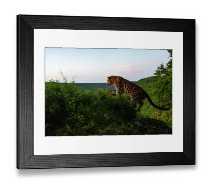 Framed Print : Amur leopard (Panthera pardus orientalis) climbing up rocky mountain slope, Land of the Leopard National Park, Russian Far East. Critically endangered. Taken with remote camera. July Framed Print : Amur leopard (Panthera pardus orientalis) climbing up rocky mountain slope, Land of the Leopard National Park, Russian Far East. Critically endangered. Taken with remote camera. July