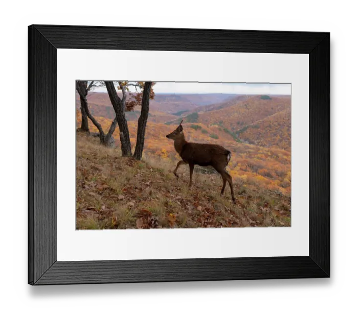 Framed Print : Sika deer (Cervus nippon) stag walking on mountain slope at the edge of woodland, with forested mountains in the background, Land of the Leopard National Park, Russian Far East. Taken with remote camera. October Framed Print : Sika deer (Cervus nippon) stag walking on mountain slope at the edge of woodland, with forested mountains in the background, Land of the Leopard National Park, Russian Far East. Taken with remote camera. October