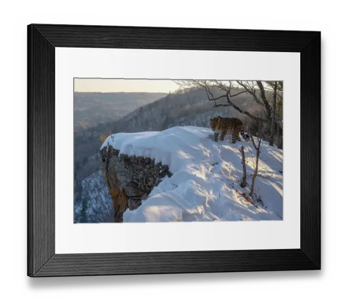 Framed Print : Amur leopard (Panthera pardus orientalis) standing on snow-covered rocky outcrop overlooking mountainous forest, Land of the Leopard National Park, Russian Far East. Critically endangered. Taken with remote camera. November Framed Print : Amur leopard (Panthera pardus orientalis) standing on snow-covered rocky outcrop overlooking mountainous forest, Land of the Leopard National Park, Russian Far East. Critically endangered. Taken with remote camera. November