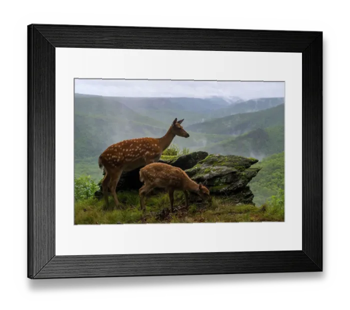 Framed Print : Sika deer (Cervus nippon) doe with fawn standing on rocky outcrop overlooking forest, Land of the Leopard National Park, Russian Far East. Taken with remote camera. August Framed Print : Sika deer (Cervus nippon) doe with fawn standing on rocky outcrop overlooking forest, Land of the Leopard National Park, Russian Far East. Taken with remote camera. August