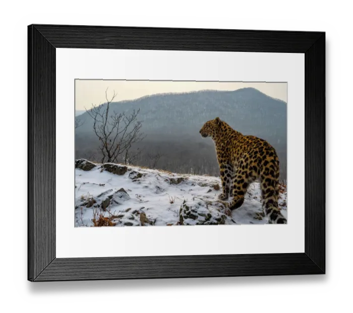 Framed Print : Amur leopard (Panthera pardus orientalis) standing on snowy mountain slope and looking around, Land of the Leopard National Park, Russian Far East. Critically endangered. Taken with remote camera. December Framed Print : Amur leopard (Panthera pardus orientalis) standing on snowy mountain slope and looking around, Land of the Leopard National Park, Russian Far East. Critically endangered. Taken with remote camera. December