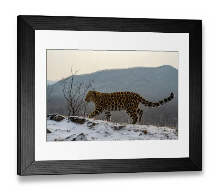 Framed Print : Amur leopard (Panthera pardus orientalis) walking across snowy mountain slope, Land of the Leopard National Park, Russian Far East. Critically endangered. Taken with remote camera. December Framed Print : Amur leopard (Panthera pardus orientalis) walking across snowy mountain slope, Land of the Leopard National Park, Russian Far East. Critically endangered. Taken with remote camera. December