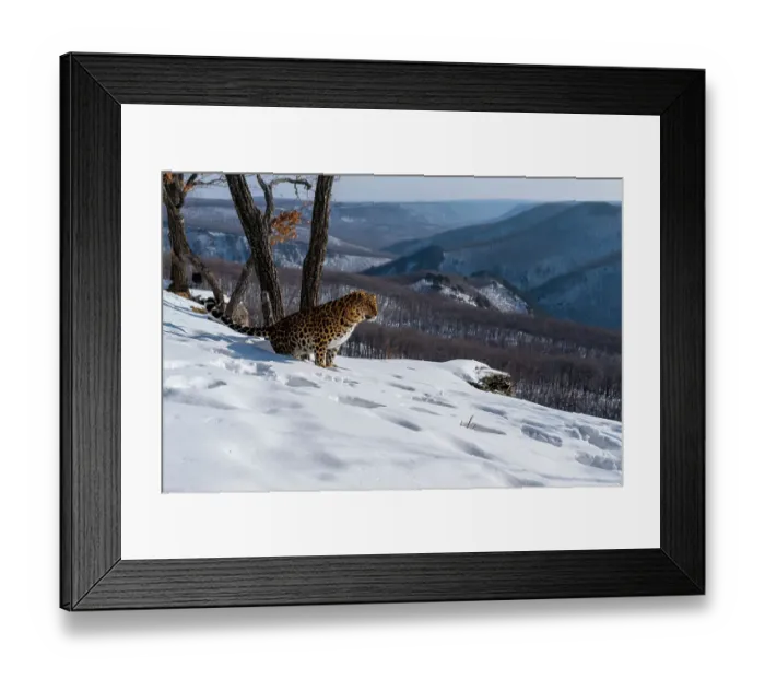 Framed Print : Amur leopard (Panthera pardus orientalis) urinating on snowy mountain slope overlooking forested valley, Land of the Leopard National Park, Russian Far East. Critically endangered. Taken with remote camera. January Framed Print : Amur leopard (Panthera pardus orientalis) urinating on snowy mountain slope overlooking forested valley, Land of the Leopard National Park, Russian Far East. Critically endangered. Taken with remote camera. January