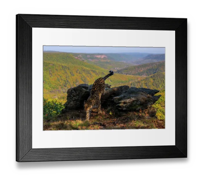 Framed Print : Amur leopard (Panthera pardus orientalis) climbing down off rocky outcrop overlooking forest, Land of the Leopard National Park, Russian Far East. Critically endangered. Taken with remote camera. October Framed Print : Amur leopard (Panthera pardus orientalis) climbing down off rocky outcrop overlooking forest, Land of the Leopard National Park, Russian Far East. Critically endangered. Taken with remote camera. October
