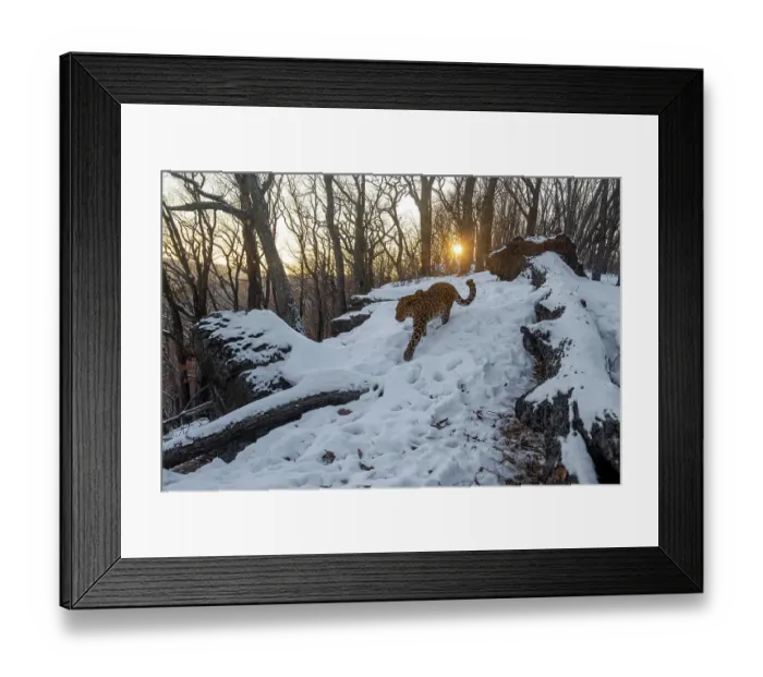 Framed Print : Amur leopard (Panthera pardus orientalis) walking past fallen tree and rocks in snowy forest at dusk, Land of the Leopard National Park, Russian Far East. Critically endangered. Taken with remote camera. January Framed Print : Amur leopard (Panthera pardus orientalis) walking past fallen tree and rocks in snowy forest at dusk, Land of the Leopard National Park, Russian Far East. Critically endangered. Taken with remote camera. January