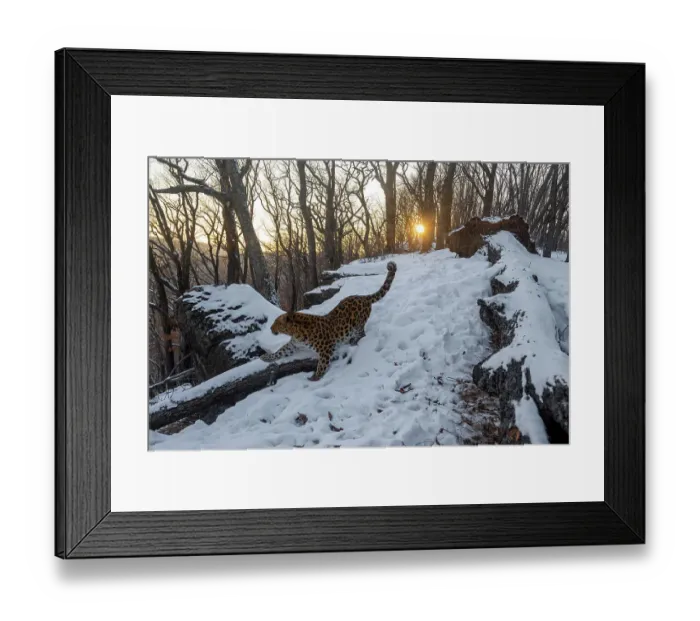 Framed Print : Amur leopard (Panthera pardus orientalis) standing with paw on fallen tree next to rock in snowy forest, Land of the Leopard National Park, Russian Far East. Critically endangered. Taken with remote camera. January Framed Print : Amur leopard (Panthera pardus orientalis) standing with paw on fallen tree next to rock in snowy forest, Land of the Leopard National Park, Russian Far East. Critically endangered. Taken with remote camera. January