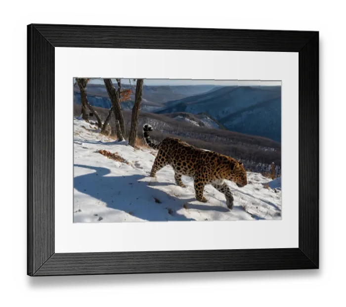 Framed Print : Amur leopard (Panthera pardus orientalis) walking across snowy mountain slope with forested mountain behind, Land of the Leopard National Park, Russian Far East. Critically endangered. Taken with remote camera. December Framed Print : Amur leopard (Panthera pardus orientalis) walking across snowy mountain slope with forested mountain behind, Land of the Leopard National Park, Russian Far East. Critically endangered. Taken with remote camera. December