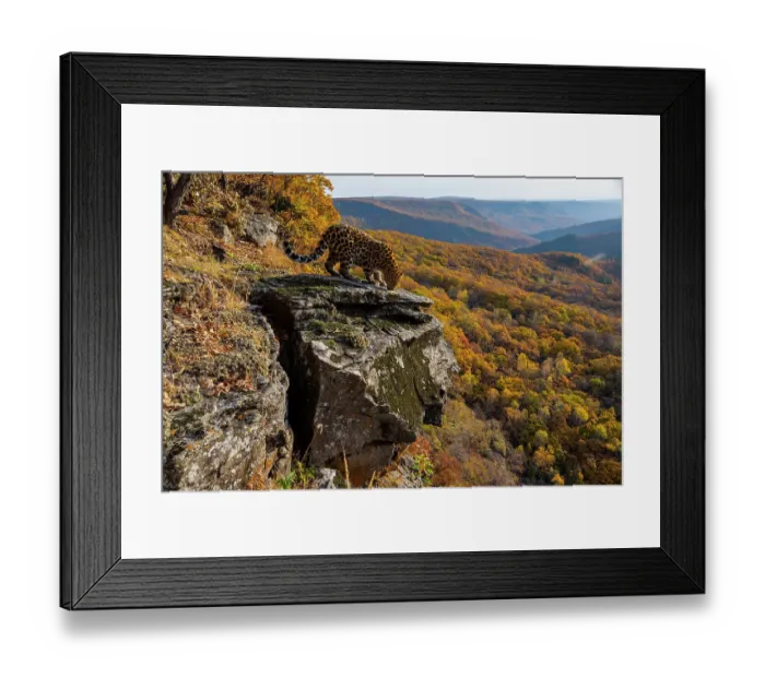 Framed Print : Amur leopard (Panthera pardus orientalis) standing on rocky outcrop overlooking forest and smelling it, Land of the Leopard National Park, Russian Far East. Critically endangered. Taken with remote camera. October Framed Print : Amur leopard (Panthera pardus orientalis) standing on rocky outcrop overlooking forest and smelling it, Land of the Leopard National Park, Russian Far East. Critically endangered. Taken with remote camera. October