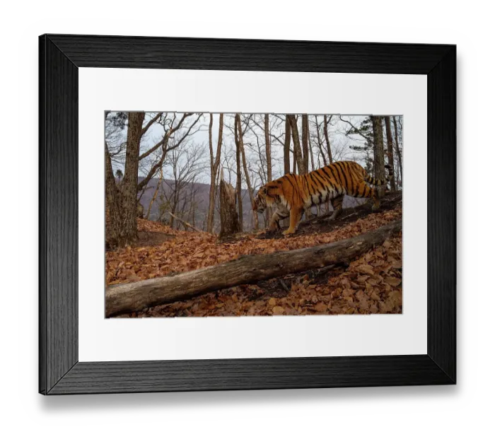 Framed Print : Siberian tiger (Panthera tigris altaica) walking past fallen tree in forest, Land of the Leopard National Park, Russian Far East. Endangered. Taken with remote camera. April Framed Print : Siberian tiger (Panthera tigris altaica) walking past fallen tree in forest, Land of the Leopard National Park, Russian Far East. Endangered. Taken with remote camera. April
