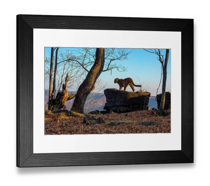 Framed Print : Amur leopard (Panthera pardus orientalis) standing on rocky outcrop in forest at dusk, Land of the Leopard National Park, Russian Far East. Critically endangered. Taken with remote camera. November Framed Print : Amur leopard (Panthera pardus orientalis) standing on rocky outcrop in forest at dusk, Land of the Leopard National Park, Russian Far East. Critically endangered. Taken with remote camera. November