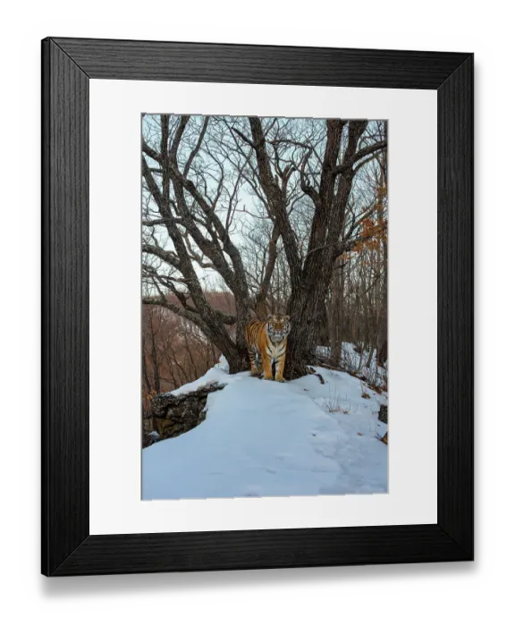 Framed Print : Siberian tiger (Panthera tigris altaica) standing in snowy forest, Land of the Leopard National Park, Russian Far East. Endangered. Taken with remote camera. January Framed Print : Siberian tiger (Panthera tigris altaica) standing in snowy forest, Land of the Leopard National Park, Russian Far East. Endangered. Taken with remote camera. January