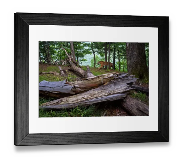 Framed Print : Siberian tiger (Panthera tigris altaica) walking through forest, Land of the Leopard National Park, Russian Far East. Endangered. Taken with remote camera. July
