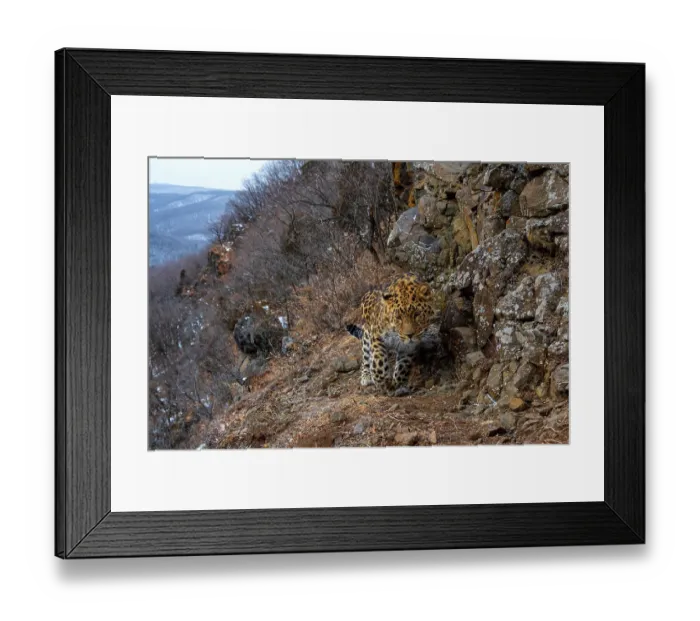 Framed Print : Amur leopard (Panthera pardus orientalis) climbing up rocky mountain slope with forest behind, Land of the Leopard National Park, Russian Far East. Critically endangered. Taken with remote camera. January Framed Print : Amur leopard (Panthera pardus orientalis) climbing up rocky mountain slope with forest behind, Land of the Leopard National Park, Russian Far East. Critically endangered. Taken with remote camera. January