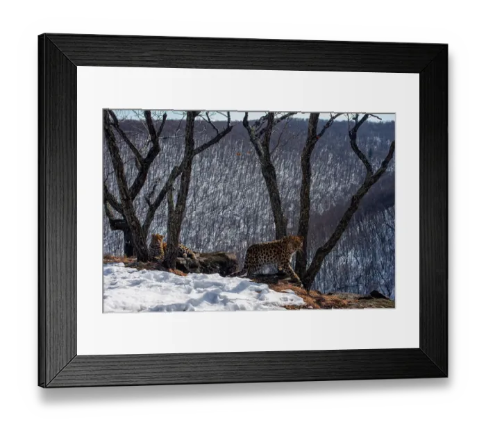 Framed Print : Amur leopard (Panthera pardus orientalis) mother walking over rocks whilst cub rests on rock, on snowy mountain slope with trees and forest behind at dawn, Land of the Leopard National Park, Russian Far East. Critically endangered Framed Print : Amur leopard (Panthera pardus orientalis) mother walking over rocks whilst cub rests on rock, on snowy mountain slope with trees and forest behind at dawn, Land of the Leopard National Park, Russian Far East. Critically endangered