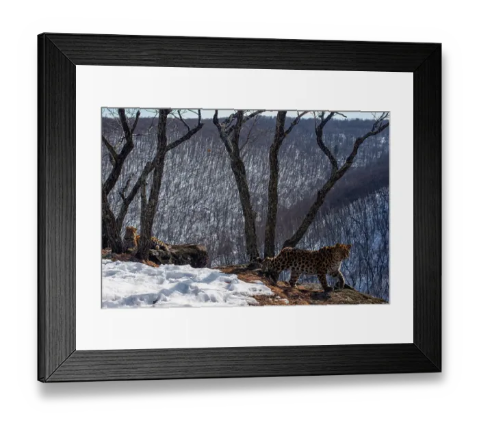 Framed Print : Amur leopard (Panthera pardus orientalis) mother walking over rocks as cub rests on snowy mountain slope with trees and forest behind, Land of the Leopard National Park, Russian Far East. Critically endangered. Taken with remote camera. February Framed Print : Amur leopard (Panthera pardus orientalis) mother walking over rocks as cub rests on snowy mountain slope with trees and forest behind, Land of the Leopard National Park, Russian Far East. Critically endangered. Taken with remote camera. February