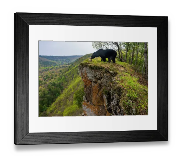 Framed Print : Asian black bear (Ursus thibetanus) standing on cliff edge beside deer antlers, with forested valley behind, Land of the Leopard National Park, Russian Far East. Taken with remote camera. May Framed Print : Asian black bear (Ursus thibetanus) standing on cliff edge beside deer antlers, with forested valley behind, Land of the Leopard National Park, Russian Far East. Taken with remote camera. May