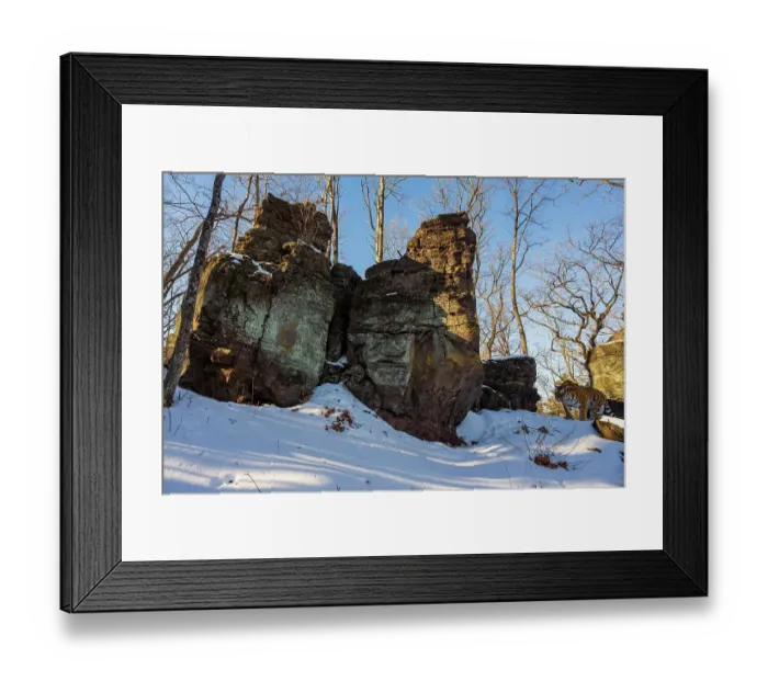 Framed Print : Siberian tiger (Panthera tigris altaica) walking past rocky outcrop in snowy forest, Land of the Leopard National Park, Russian Far East. Endangered. Taken with remote camera. December Framed Print : Siberian tiger (Panthera tigris altaica) walking past rocky outcrop in snowy forest, Land of the Leopard National Park, Russian Far East. Endangered. Taken with remote camera. December