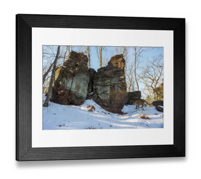 Framed Print : Amur leopard (Panthera pardus orientalis) walking past rocky outcrop in snowy forest, Land of the Leopard National Park, Russian Far East. Critically endangered. Taken with remote camera. January Framed Print : Amur leopard (Panthera pardus orientalis) walking past rocky outcrop in snowy forest, Land of the Leopard National Park, Russian Far East. Critically endangered. Taken with remote camera. January