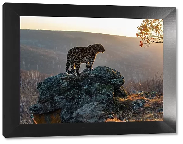 Amur leopard (Panthera pardus orientalis) standing on rocky outcrop overlooking mountainous forest at sunset, Land of the Leopard National Park, Russian Far East. Critically endangered. Taken with remote camera. October