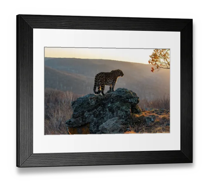 Framed Print : Amur leopard (Panthera pardus orientalis) standing on rocky outcrop overlooking mountainous forest at sunset, Land of the Leopard National Park, Russian Far East. Critically endangered. Taken with remote camera. October