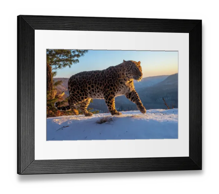 Framed Print : Amur leopard (Panthera pardus orientalis) walking on snowy mountain slope with mountains behind at dawn, Land of the Leopard National Park, Russian Far East. Critically endangered. Taken with remote camera. January Framed Print : Amur leopard (Panthera pardus orientalis) walking on snowy mountain slope with mountains behind at dawn, Land of the Leopard National Park, Russian Far East. Critically endangered. Taken with remote camera. January
