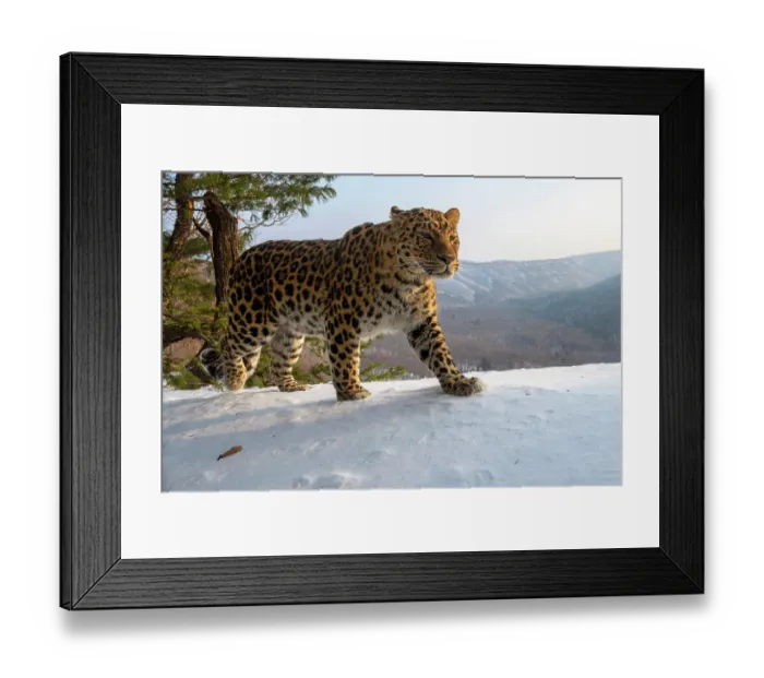 Framed Print : Amur leopard (Panthera pardus orientalis) walking on snowy mountain slope with mountains behind, Land of the Leopard National Park, Russian Far East. Critically endangered. Taken with remote camera. January Framed Print : Amur leopard (Panthera pardus orientalis) walking on snowy mountain slope with mountains behind, Land of the Leopard National Park, Russian Far East. Critically endangered. Taken with remote camera. January