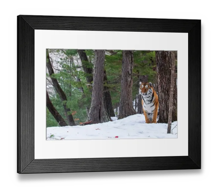 Framed Print : Siberian tiger (Panthera tigris altaica) standing in snowy forest, Land of the Leopard National Park, Russian Far East. Endangered. Taken with remote camera. December