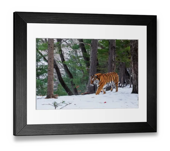 Framed Print : Siberian tiger (Panthera tigris altaica) walking through snowy forest, Land of the Leopard National Park, Russian Far East. Endangered. Taken with remote camera. December