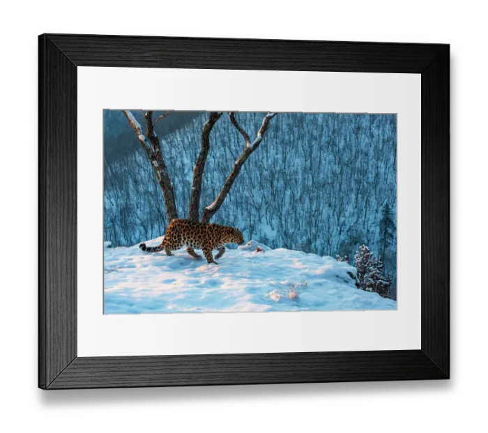 Framed Print : Amur leopard (Panthera pardus orientalis) walking on snowy cliff edge with forest behind, Land of the Leopard National Park, Russian Far East. Critically endangered. Taken with remote camera. January Framed Print : Amur leopard (Panthera pardus orientalis) walking on snowy cliff edge with forest behind, Land of the Leopard National Park, Russian Far East. Critically endangered. Taken with remote camera. January
