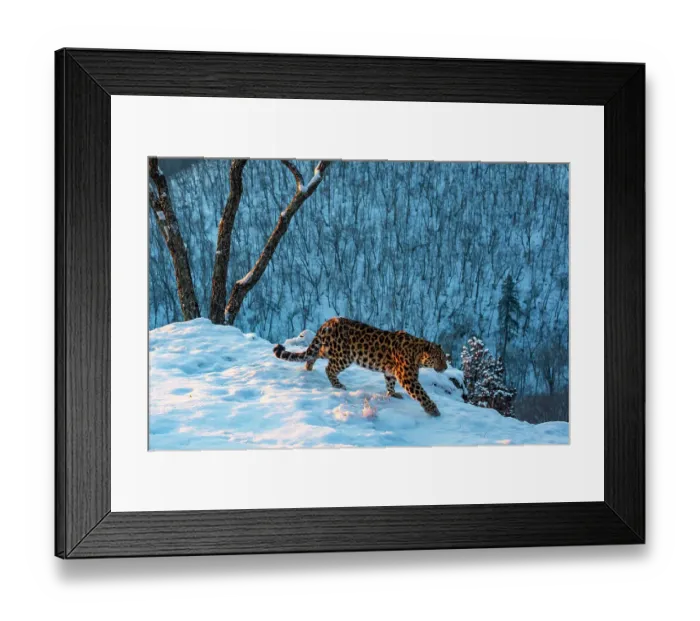 Framed Print : Amur leopard (Panthera pardus orientalis) walking on snowy cliff edge with forest behind, Land of the Leopard National Park, Russian Far East. Critically endangered. Taken with remote camera. January Framed Print : Amur leopard (Panthera pardus orientalis) walking on snowy cliff edge with forest behind, Land of the Leopard National Park, Russian Far East. Critically endangered. Taken with remote camera. January