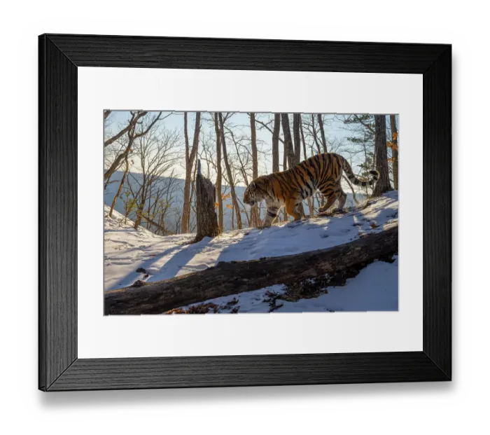 Framed Print : Siberian tiger (Panthera tigris altaica) walking down slope in snowy forest, next to tree stump and fallen tree, Land of the Leopard National Park, Russian Far East. Endangered. Taken with remote camera. February Framed Print : Siberian tiger (Panthera tigris altaica) walking down slope in snowy forest, next to tree stump and fallen tree, Land of the Leopard National Park, Russian Far East. Endangered. Taken with remote camera. February