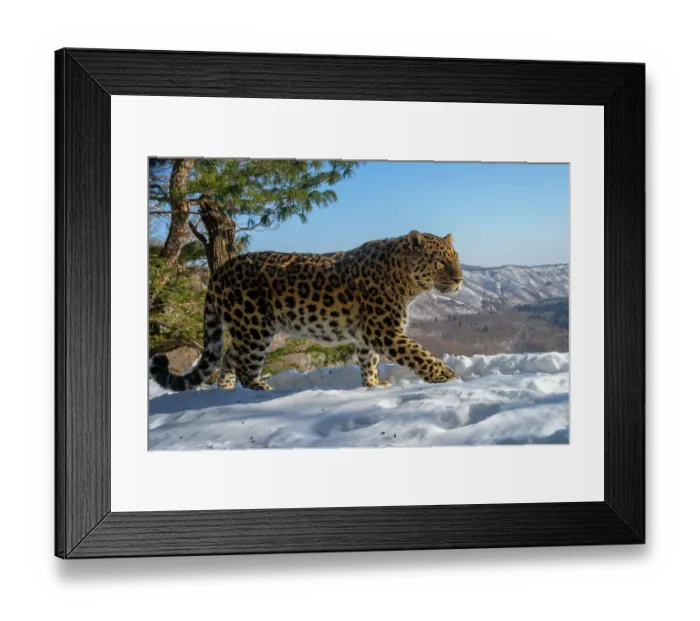 Framed Print : Amur leopard (Panthera pardus orientalis) walking on snowy mountain slope with mountains in the background, Land of the Leopard National Park, Russian Far East. Critically endangered. Taken with remote camera. February Framed Print : Amur leopard (Panthera pardus orientalis) walking on snowy mountain slope with mountains in the background, Land of the Leopard National Park, Russian Far East. Critically endangered. Taken with remote camera. February