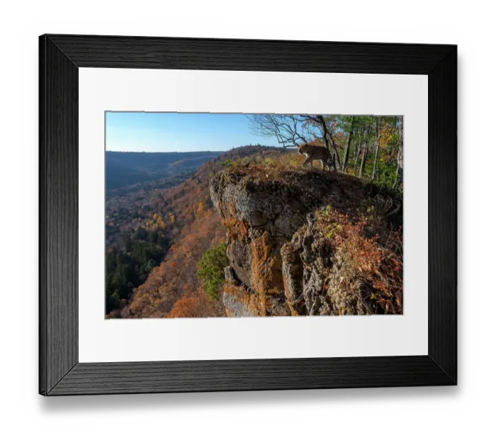 Framed Print : Amur leopard (Panthera pardus orientalis) walking onto rocky clifftop overlooking forested valley, Land of the Leopard National Park, Russian Far East. Critically endangered. Taken with remote camera. October Framed Print : Amur leopard (Panthera pardus orientalis) walking onto rocky clifftop overlooking forested valley, Land of the Leopard National Park, Russian Far East. Critically endangered. Taken with remote camera. October