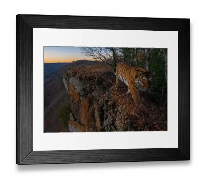 Framed Print : Siberian tiger (Panthera tigris altaica) walking on cliff top at the edge of mountainous forest with forested valley below, Land of the Leopard National Park, Russian Far East. Endangered. Taken with remote camera. October Framed Print : Siberian tiger (Panthera tigris altaica) walking on cliff top at the edge of mountainous forest with forested valley below, Land of the Leopard National Park, Russian Far East. Endangered. Taken with remote camera. October