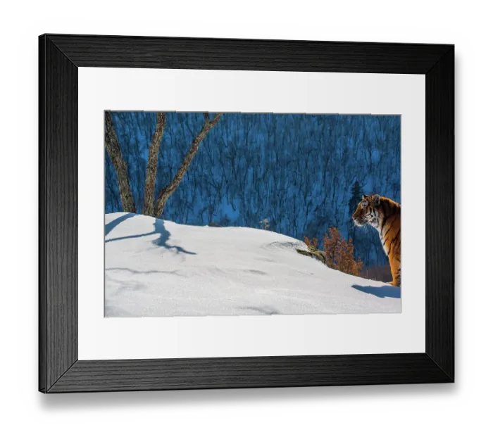 Framed Print : Siberian tiger (Panthera tigris altaica) standing on snowy slope with forest behind, Land of the Leopard National Park, Russian Far East. Endangered. Taken with remote camera. December Framed Print : Siberian tiger (Panthera tigris altaica) standing on snowy slope with forest behind, Land of the Leopard National Park, Russian Far East. Endangered. Taken with remote camera. December
