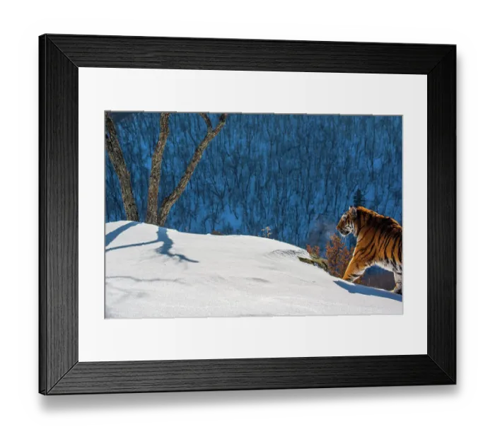Framed Print : Siberian tiger (Panthera tigris altaica) walking on snowy slope with forest behind, Land of the Leopard National Park, Russian Far East. Endangered. Taken with remote camera. December Framed Print : Siberian tiger (Panthera tigris altaica) walking on snowy slope with forest behind, Land of the Leopard National Park, Russian Far East. Endangered. Taken with remote camera. December