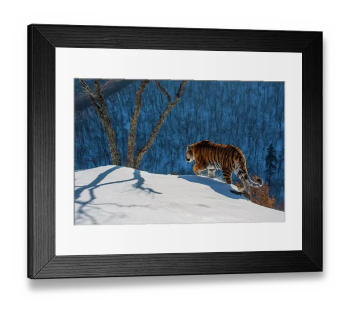 Framed Print : Siberian tiger (Panthera tigris altaica) walking on snowy slope with forest behind, Land of the Leopard National Park, Russian Far East. Endangered. Taken with remote camera. December Framed Print : Siberian tiger (Panthera tigris altaica) walking on snowy slope with forest behind, Land of the Leopard National Park, Russian Far East. Endangered. Taken with remote camera. December