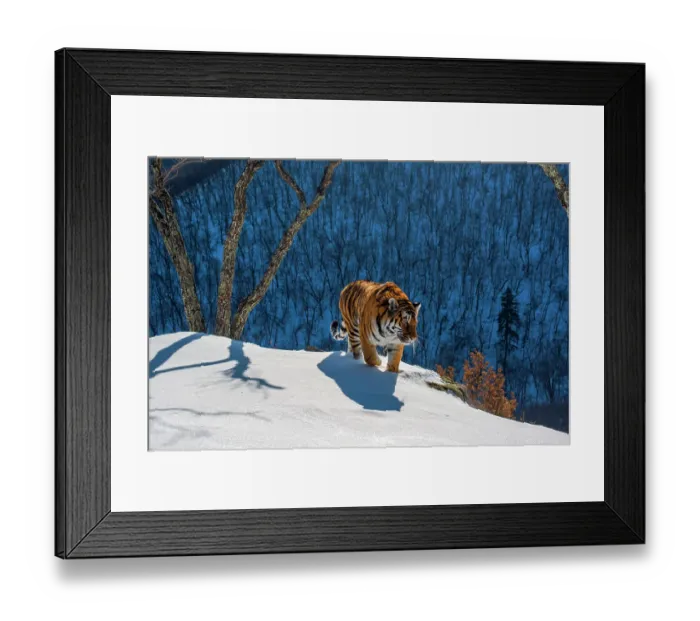 Framed Print : Siberian tiger (Panthera tigris altaica) walking on snowy slope with forest behind, Land of the Leopard National Park, Russian Far East. Endangered. Taken with remote camera. December