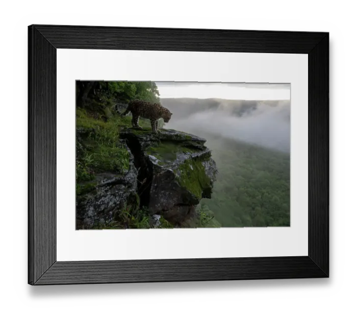 Framed Print : Amur leopard (Panthera pardus orientalis) standing on rocky cliff top overlooking forest with fog, Land of the Leopard National Park, Russian Far East. Critically endangered. Taken with remote camera. August Framed Print : Amur leopard (Panthera pardus orientalis) standing on rocky cliff top overlooking forest with fog, Land of the Leopard National Park, Russian Far East. Critically endangered. Taken with remote camera. August