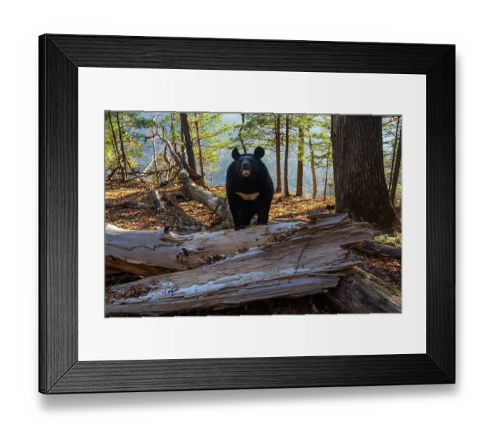Framed Print : Asian black bear (Ursus thibetanus) standing with paws on fallen tree in forest, Land of the Leopard National Park, Russian Far East. Taken with remote camera. August Framed Print : Asian black bear (Ursus thibetanus) standing with paws on fallen tree in forest, Land of the Leopard National Park, Russian Far East. Taken with remote camera. August