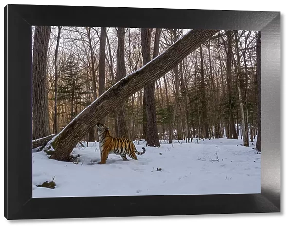 Siberian tiger (Panthera tigris altaica) smelling scent marked leaning tree in snowy forest, Land of the Leopard National Park, Russian Far East. Endangered. Taken with remote camera. March