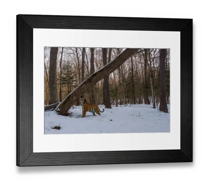 Framed Print : Siberian tiger (Panthera tigris altaica) smelling scent marked leaning tree in snowy forest, Land of the Leopard National Park, Russian Far East. Endangered. Taken with remote camera. March Framed Print : Siberian tiger (Panthera tigris altaica) smelling scent marked leaning tree in snowy forest, Land of the Leopard National Park, Russian Far East. Endangered. Taken with remote camera. March