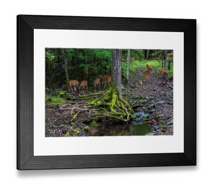 Framed Print : Sika deer (Cervus nippon) herd feeding beside pool in forest, Land of the Leopard National Park, Russian Far East. Taken with remote camera. August Framed Print : Sika deer (Cervus nippon) herd feeding beside pool in forest, Land of the Leopard National Park, Russian Far East. Taken with remote camera. August